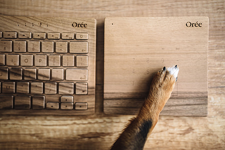 Dogs paw on the wooden keyboard thumbnail