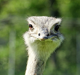 gray ostrich thumbnail