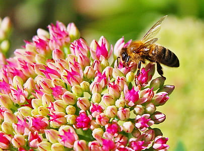 shallow focus photography of black and yellow honeybee on pink cluster flower thumbnail