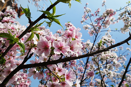 close-up photo of white and pink petaled flowers during daytime thumbnail