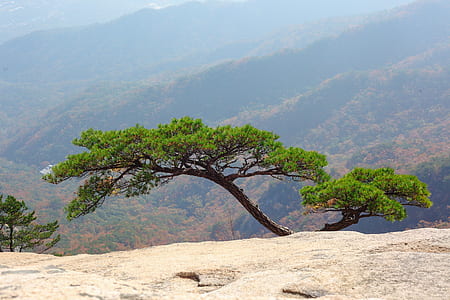 green tree thumbnail