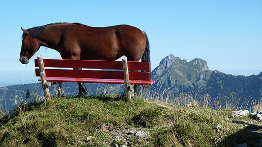 brown horse standing beside red bench on top of the mountain thumbnail