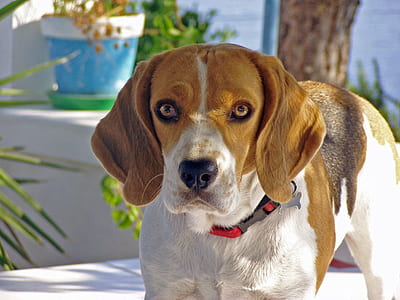 dog standing near green leafed plant thumbnail