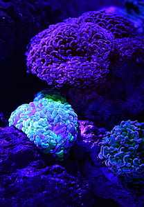 kirlian photography of corals underwater thumbnail