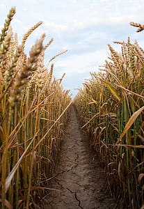 brown dirt way between brown wheat field thumbnail