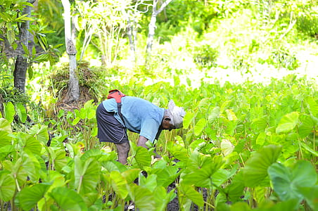 vegetables, man, person, working thumbnail