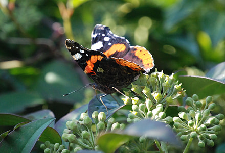Painted Lady, Vanessa Cardui thumbnail