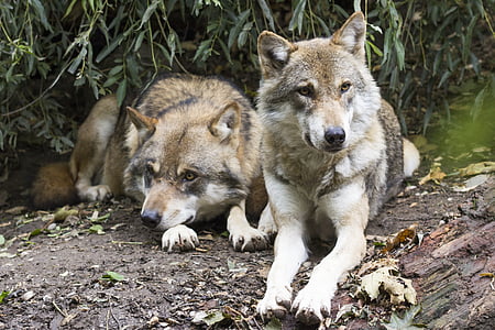 two adult brown-and-white Siberian husky lying on ground thumbnail