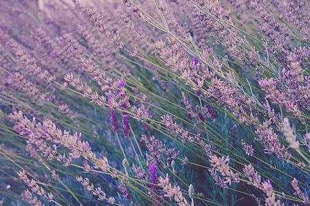 top view photo of lavender thumbnail