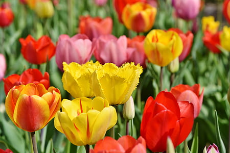 pink, red, and yellow tulip field in bloom thumbnail