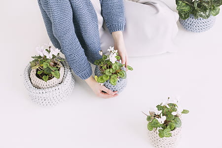 Person in Blue Sweater Holding Green Potted Plant thumbnail