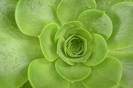 close-up photo of green leafed plant thumbnail