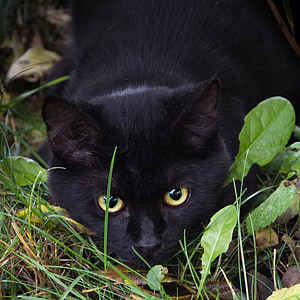 focus photo of short-coated black cat lying on green grass thumbnail
