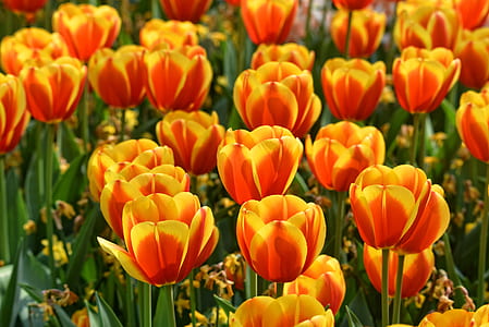 red-and-yellow flowers thumbnail