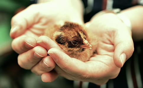 brown bird thumbnail
