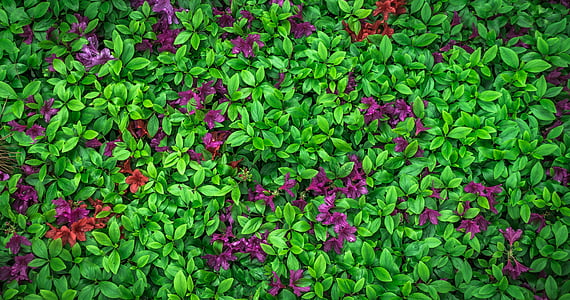 green leafed plants thumbnail