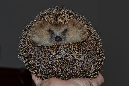 gray and black hedgehog thumbnail