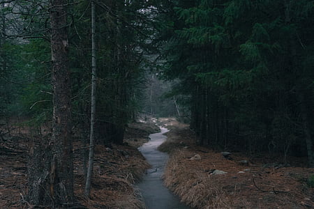 river between trees thumbnail