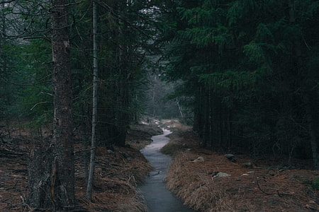 green leafed trees during daytime thumbnail
