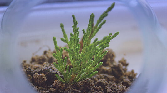 selective focus photo of green leafed plant thumbnail