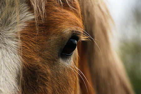 macro photo of horse eye thumbnail