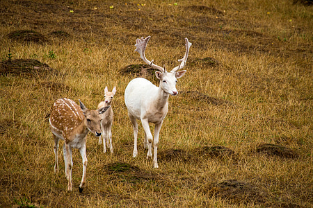 female deer and male deer thumbnail