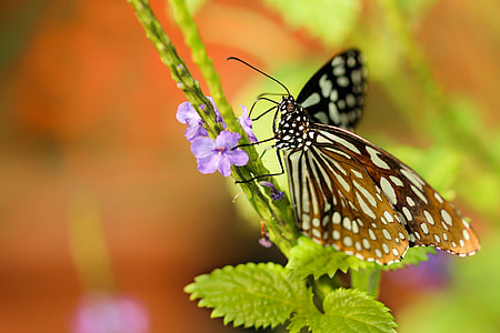 macro photography of paperkite butterfly on leaf thumbnail