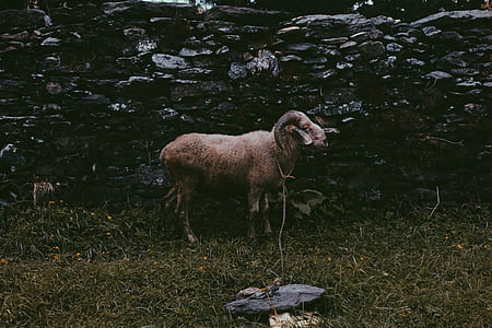 brown ram standing near rock wall thumbnail