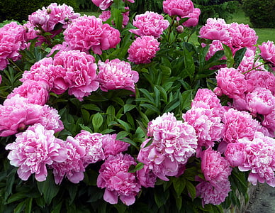 pink carnation flowers in bloom thumbnail