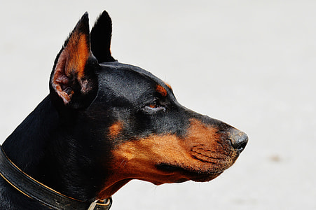 closeup photo of black Doberman Pinscher thumbnail