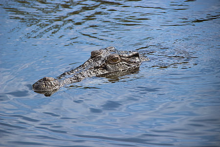 gray crocodile in body of water thumbnail