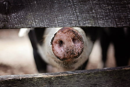 pig nose between gray wooden panel thumbnail