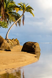 Rocks and Palms thumbnail