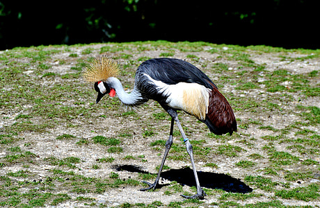 Grey Crowned Crane, Baleurica Regulorum thumbnail