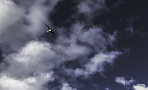 Low Angle Photography of Grey Flying Bird thumbnail