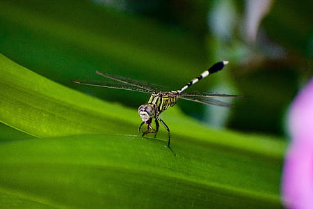 closeup photography of dragonfly thumbnail