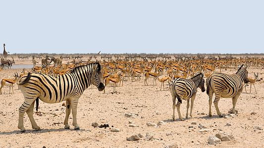 three zebras walking beside herd of kudu thumbnail