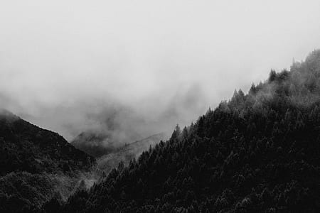 aerial view of trees thumbnail