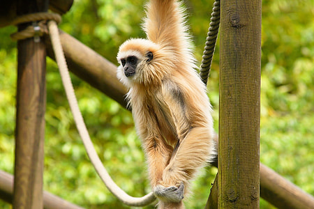 brown monkey swinging from rope closeup photography thumbnail