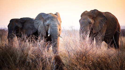 two elephants on grass field thumbnail