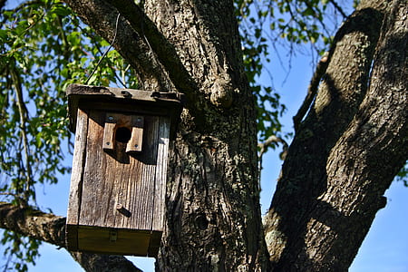 tree, wooden, branch, birdhouse thumbnail