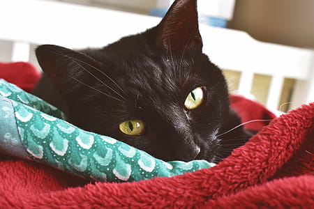 Close-Up Photography of a Black Cat thumbnail