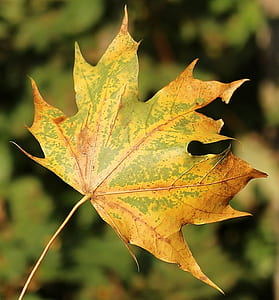 shallow focus photo of yellow and green leaf thumbnail