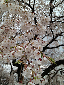 The Demands Of The Cherry Blossom thumbnail
