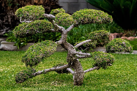 green leafed plant surrounded by green grass thumbnail