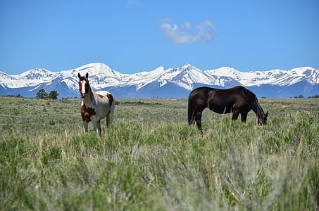 black and white horse on grass field thumbnail