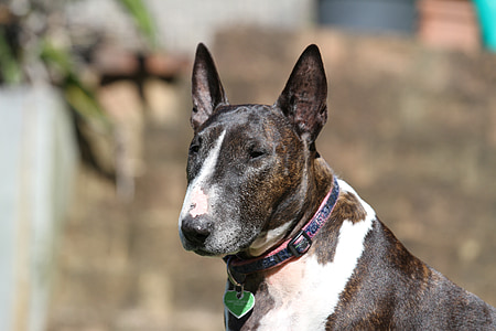 adult white and black bull terrier thumbnail