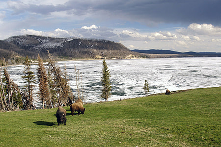 Winter, Yellowstone National Park thumbnail