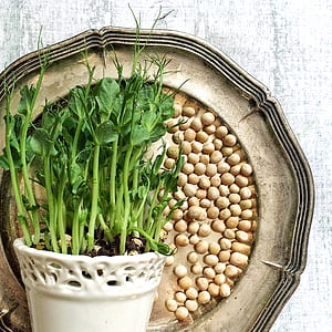 close-up photo of white ceramic pot and green leafed plant on scalloped edge beige platter thumbnail