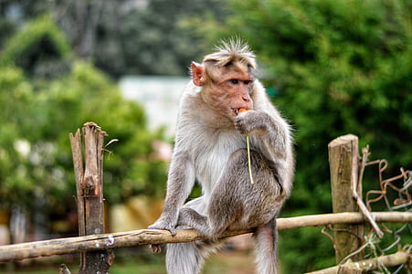 monkey sitting on fence thumbnail